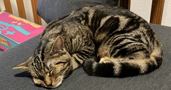 manon pet sitter à CHAMPIGNEULLES 54250_7