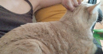diane pet sitter à NEUILLY SUR MARNE 93330_4