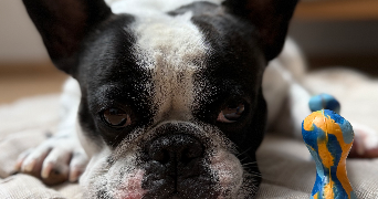marine pet sitter à COMMERCY 55200_0