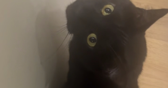 ranya pet sitter à ST GENIS POUILLY 01630_1