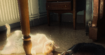 luna pet sitter à PONTARLIER 25300_3