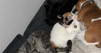 chloé pet sitter à VERDUN 55100_2