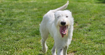 marlene pet sitter à AUNEAU BLEURY ST SYMPHORIEN 28700_57