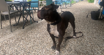 elena pet sitter à Albi 81000_1