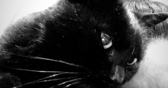 audrey pet sitter à PAU 64000_6