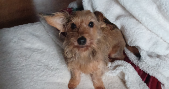 léa pet sitter à PLEINE FOUGERES 35610_1