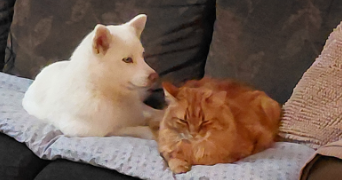 carine pet sitter à ST JUST CHALEYSSIN 38540_2