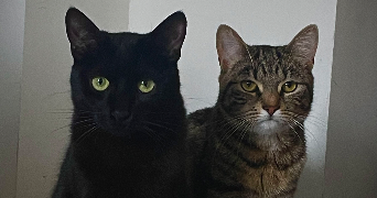 ely pet sitter à NANCY 54000_2