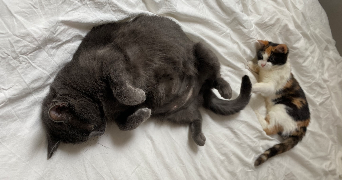 eva pet sitter à BASSE GOULAINE 44115_3