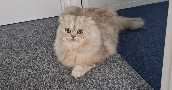 nurçin pet sitter à BERCHEM-SAINTE-AGATHE 1082_0