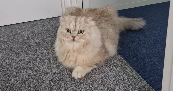 nurçin pet sitter à BERCHEM-SAINTE-AGATHE 1082