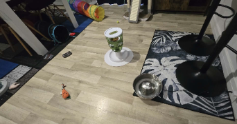killian pet sitter à REIMS 51100_2