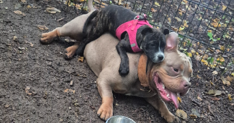 dusan pet sitter à VAUJOURS 93410_1