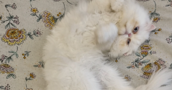 tatiana pet sitter à Luçon  85400_7