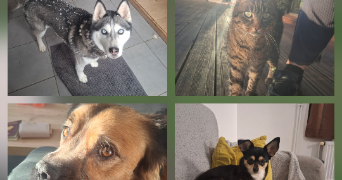 Sarah pet sitter à Marquillies 59274_10