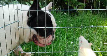 lilou pet sitter à RIEC SUR BELON 29340_2