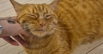 dalila pet sitter à NANTERRE 92000_7