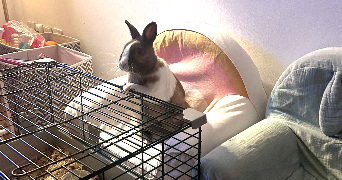 léa pet sitter à BOULOGNE BILLANCOURT 92100_3