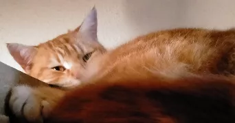 claire pet sitter à  63440