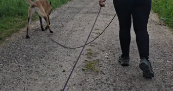 enola dog sitter à LES ANDELYS 27700_3
