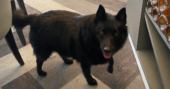 clara pet sitter à Vannes 56000_3