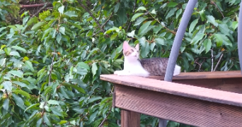 stéphanie pet sitter à BOURGES 18000_3