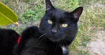 annouchka pet sitter à NOISY LE GRAND 93160_1