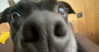 Eva pet sitter à Nancy 54000_1