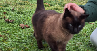 julie pet sitter à MENETROL 63200_5