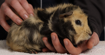 gwendoline pet sitter à BARC 27170_3