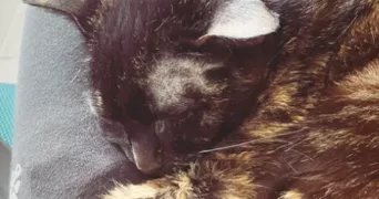 héloïse pet sitter à ST MARTIN D HERES 38400