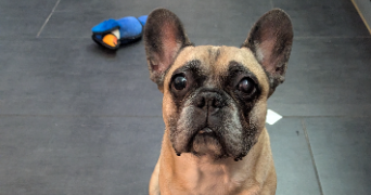 marine pet sitter à LA GRANDE MOTTE 34280_12