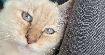 corentine pet sitter à SIVRY ANTE 51800_8