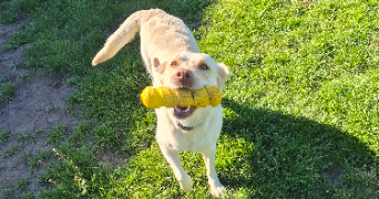 mélodie pet sitter à FACHES THUMESNIL 59155_3