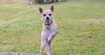 justine pet sitter à ALBI 81000_2