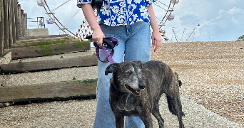 briony pet sitter à ANGOULEME 16000_0