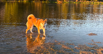 louise pet sitter à TOURS 37100_1