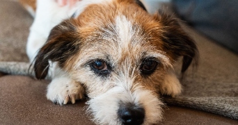 marie christine dog sitter à SOULLANS 85300_6