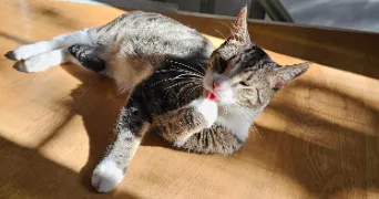 cédrine pet sitter à Caen 14000