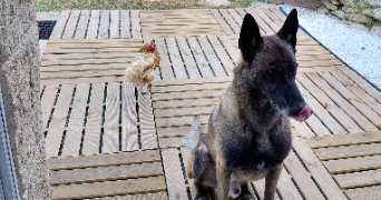 alain pet sitter à LA BOURDINIERE ST LOUP 28360_1