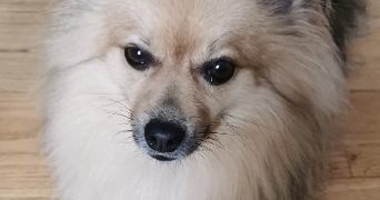 karine pet sitter à BOURG EN BRESSE 01000_2