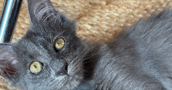 virginie pet sitter à Pleurtuit 35730_8