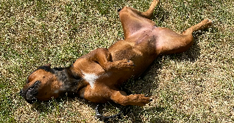 kevin pet sitter à CLERE LES PINS 37340_1