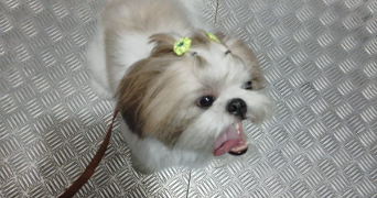 flor pet sitter à TOULOUSE 31500_3