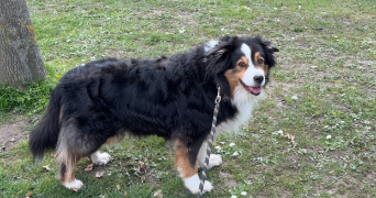 juliette pet sitter à STRASBOURG 67000_4