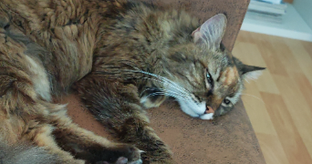 marina pet sitter à VANDOEUVRE LES NANCY 54500_0