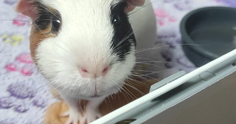 noémie pet sitter à VERRIERES LE BUISSON 91370_1