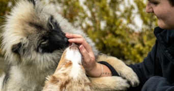 alizée pet sitter à ST HILAIRE DE BRETHMAS 30560_1