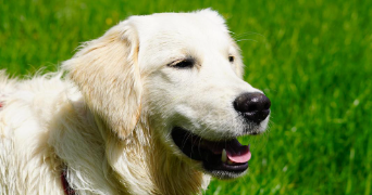 maëlys pet sitter à ST ARNOULT EN YVELINES 78730_1