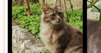 anna pet sitter à COGNAC 16100_5